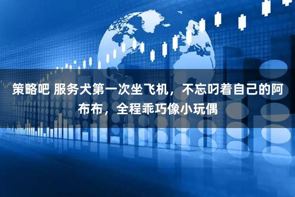 策略吧 服务犬第一次坐飞机，不忘叼着自己的阿布布，全程乖巧像小玩偶